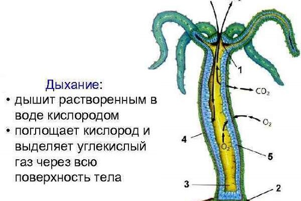 Megaruzxpnew4af onion tor