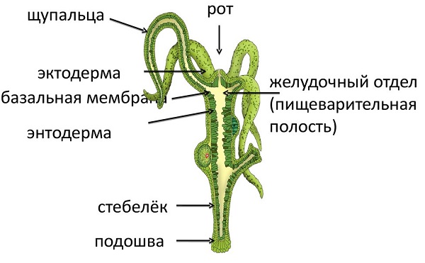 Ссылка на kraken зеркало рабочая